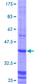 GATM / AGAT Protein - 12.5% SDS-PAGE Stained with Coomassie Blue.