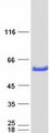 GATM / AGAT Protein - Purified recombinant protein GATM was analyzed by SDS-PAGE gel and Coomassie Blue Staining