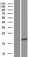 GATS Protein - Western validation with an anti-DDK antibody * L: Control HEK293 lysate R: Over-expression lysate