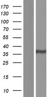 GATSL1 Protein - Western validation with an anti-DDK antibody * L: Control HEK293 lysate R: Over-expression lysate