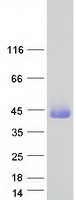 GATSL1 Protein - Purified recombinant protein GATSL1 was analyzed by SDS-PAGE gel and Coomassie Blue Staining