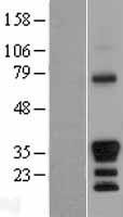 GAX / MEOX2 Protein - Western validation with an anti-DDK antibody * L: Control HEK293 lysate R: Over-expression lysate