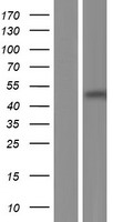 GB5 / GNB5 Protein - Western validation with an anti-DDK antibody * L: Control HEK293 lysate R: Over-expression lysate