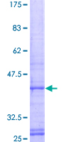 GB5 / GNB5 Protein - 12.5% SDS-PAGE of human GNB5 stained with Coomassie Blue