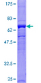 GB5 / GNB5 Protein - 12.5% SDS-PAGE of human GNB5 stained with Coomassie Blue
