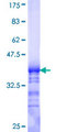 GB5 / GNB5 Protein - 12.5% SDS-PAGE Stained with Coomassie Blue.