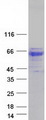 GBA / Glucosidase Beta Acid Protein - Purified recombinant protein GBA was analyzed by SDS-PAGE gel and Coomassie Blue Staining