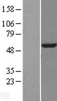 GBA3 / CBG Protein - Western validation with an anti-DDK antibody * L: Control HEK293 lysate R: Over-expression lysate
