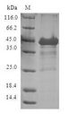 GBA3 / CBG Protein - (Tris-Glycine gel) Discontinuous SDS-PAGE (reduced) with 5% enrichment gel and 15% separation gel.