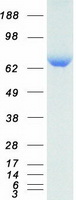 GBE1 Protein - Purified recombinant protein GBE1 was analyzed by SDS-PAGE gel and Coomassie Blue Staining