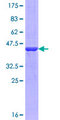 GBF1 Protein - 12.5% SDS-PAGE Stained with Coomassie Blue.