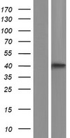 GBGT1 Protein - Western validation with an anti-DDK antibody * L: Control HEK293 lysate R: Over-expression lysate