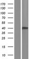 GBGT1 Protein - Western validation with an anti-DDK antibody * L: Control HEK293 lysate R: Over-expression lysate