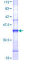 GBGT1 Protein - 12.5% SDS-PAGE Stained with Coomassie Blue.