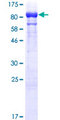 GBP1 Protein - 12.5% SDS-PAGE of human GBP1 stained with Coomassie Blue