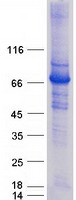 GBP1 Protein - Purified recombinant protein GBP1 was analyzed by SDS-PAGE gel and Coomassie Blue Staining