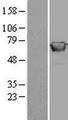 GBP2 Protein - Western validation with an anti-DDK antibody * L: Control HEK293 lysate R: Over-expression lysate