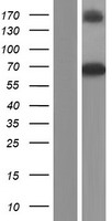 GBP3 Protein - Western validation with an anti-DDK antibody * L: Control HEK293 lysate R: Over-expression lysate