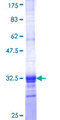 GBP3 Protein - 12.5% SDS-PAGE Stained with Coomassie Blue.