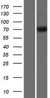 GBP4 / Mpa2 Protein - Western validation with an anti-DDK antibody * L: Control HEK293 lysate R: Over-expression lysate