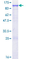 GBP4 / Mpa2 Protein - 12.5% SDS-PAGE of human GBP4 stained with Coomassie Blue
