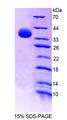 GBP4 / Mpa2 Protein - Recombinant Guanylate Binding Protein 4 By SDS-PAGE