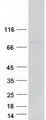GBP4 / Mpa2 Protein - Purified recombinant protein GBP4 was analyzed by SDS-PAGE gel and Coomassie Blue Staining