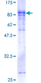 GBP5 Protein - 12.5% SDS-PAGE of human GBP5 stained with Coomassie Blue