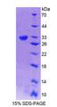 GBP5 Protein - Recombinant Guanylate Binding Protein 5 (GBP5) by SDS-PAGE