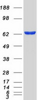 GBP5 Protein - Purified recombinant protein GBP5 was analyzed by SDS-PAGE gel and Coomassie Blue Staining