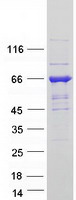 GBP5 Protein - Purified recombinant protein GBP5 was analyzed by SDS-PAGE gel and Coomassie Blue Staining