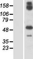 GBP6 Protein - Western validation with an anti-DDK antibody * L: Control HEK293 lysate R: Over-expression lysate