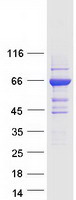 GBP6 Protein - Purified recombinant protein GBP6 was analyzed by SDS-PAGE gel and Coomassie Blue Staining