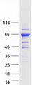 GBP6 Protein - Purified recombinant protein GBP6 was analyzed by SDS-PAGE gel and Coomassie Blue Staining