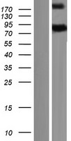 GBP7 Protein - Western validation with an anti-DDK antibody * L: Control HEK293 lysate R: Over-expression lysate
