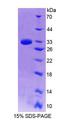 GBP7 Protein - Recombinant Guanylate Binding Protein 7 (GBP7) by SDS-PAGE