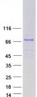 GBP7 Protein - Purified recombinant protein GBP7 was analyzed by SDS-PAGE gel and Coomassie Blue Staining