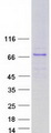 GBP7 Protein - Purified recombinant protein GBP7 was analyzed by SDS-PAGE gel and Coomassie Blue Staining