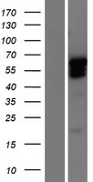 GBX2 Protein - Western validation with an anti-DDK antibody * L: Control HEK293 lysate R: Over-expression lysate