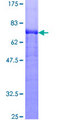 GC / Vitamin D-Binding Protein Protein - 12.5% SDS-PAGE of human GC stained with Coomassie Blue