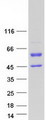 GC / Vitamin D-Binding Protein Protein - Purified recombinant protein GC was analyzed by SDS-PAGE gel and Coomassie Blue Staining