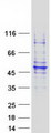 GCD / GCDH Protein - Purified recombinant protein GCDH was analyzed by SDS-PAGE gel and Coomassie Blue Staining