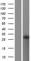 GCET2 / HGAL Protein - Western validation with an anti-DDK antibody * L: Control HEK293 lysate R: Over-expression lysate