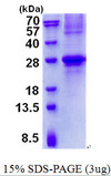 GCET2 / HGAL Protein