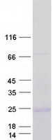 GCG / Glucagon Protein - Purified recombinant protein GCG was analyzed by SDS-PAGE gel and Coomassie Blue Staining