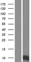 GCHFR Protein - Western validation with an anti-DDK antibody * L: Control HEK293 lysate R: Over-expression lysate
