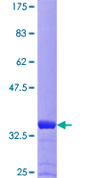 GCHFR Protein - 12.5% SDS-PAGE of human GCHFR stained with Coomassie Blue