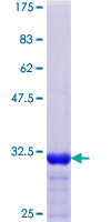 GCHFR Protein - 12.5% SDS-PAGE Stained with Coomassie Blue.