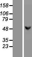 GCK / Glucokinase Protein - Western validation with an anti-DDK antibody * L: Control HEK293 lysate R: Over-expression lysate