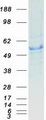GCK / Glucokinase Protein - Purified recombinant protein GCK was analyzed by SDS-PAGE gel and Coomassie Blue Staining